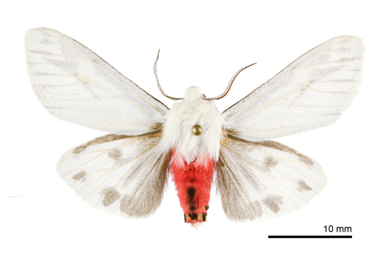 Argyarctia fuscobasalis Male